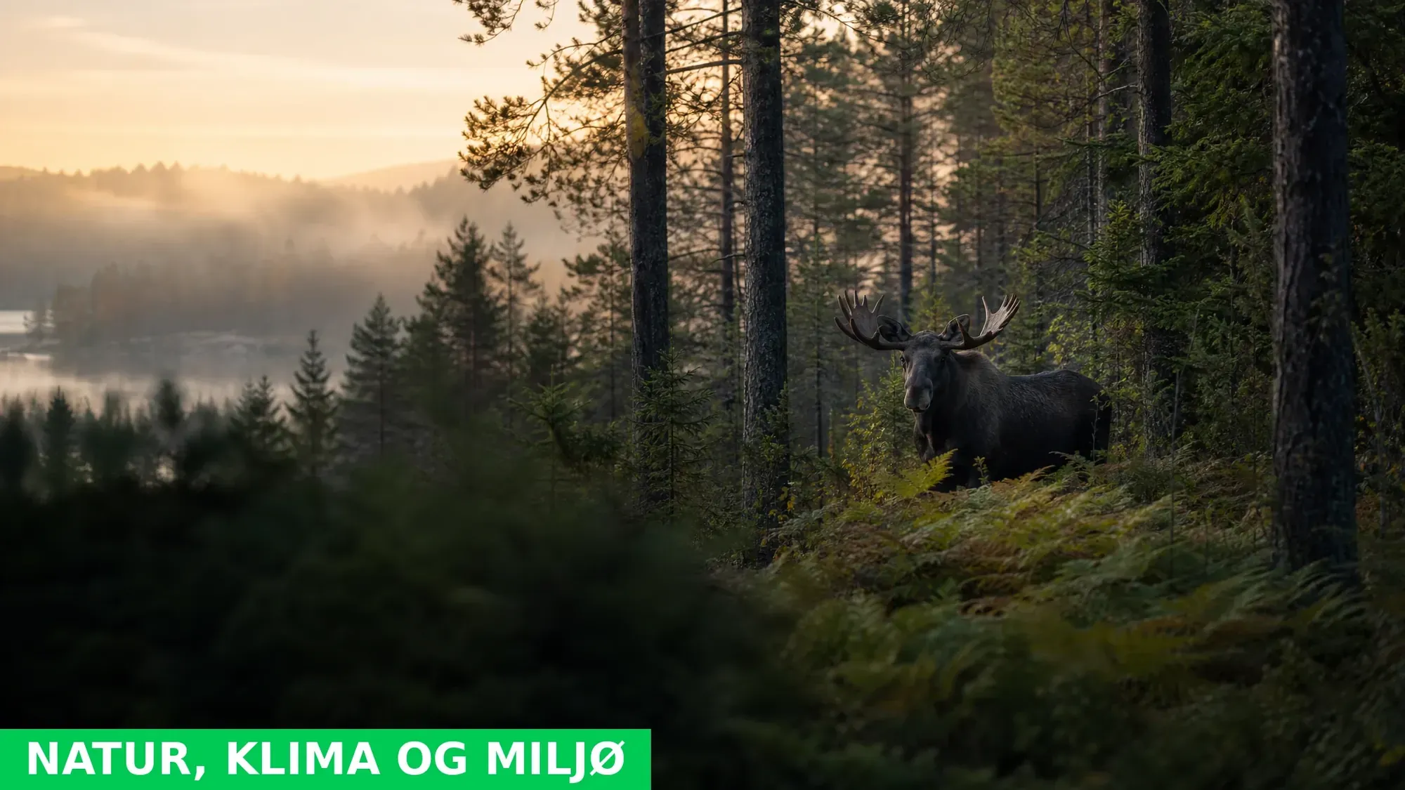 Giftig grunn og elg-kaos i Nordre Follo